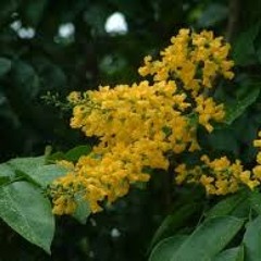 ႐ွာပုံေတာ္မင္းသားႀကီး