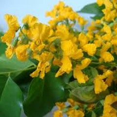 ေႏြဦးကဗ်ာ