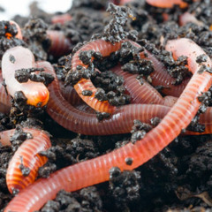 OktoRed vs BRC - Worm Jazz