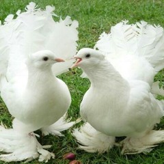 This Song Is Dedicated To The One Who Called Me His Perfect Partner ( In My Own Voice ). Hope U Get This Message Dear.