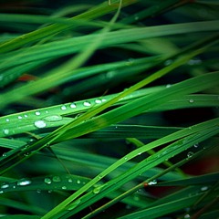 SPEED - Sie leben einfach