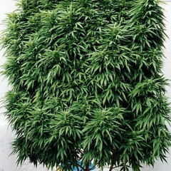 DubplateTwister-Its a perfect tree(Marihuana)  PREVIEW soon at Fukin Mice Netlabel