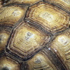 ThaHITAZZO TORTOISE-1