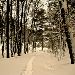 Debussy: La Cathedrale Engloutié