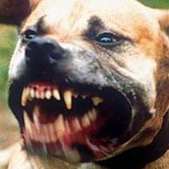 Alpha $tatus ( Sipher & 6MC )