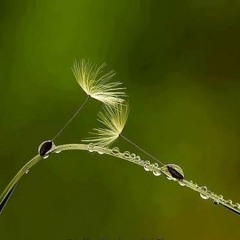 persian music
