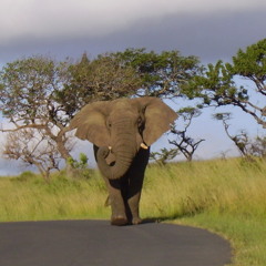 Inner City Kid (Raw)