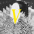 Artwork for Cosmo V - Nightrider