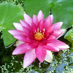 Dé ziekte van deze tijd is die continue zelfveroordeling