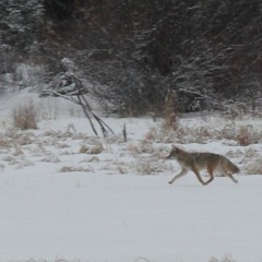 Coyote Song