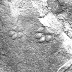 Return of the woolly mammoth take3