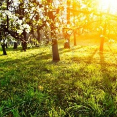 001-2013 Frühlingserwachen