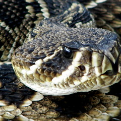 Rattlesnake