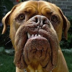 CoMeet - Beast Dogg ( Beat prod. by Dex Dodger)