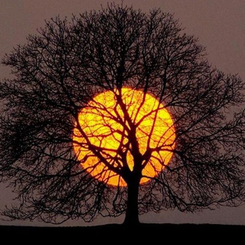 Lungs of Pride- Idle No More