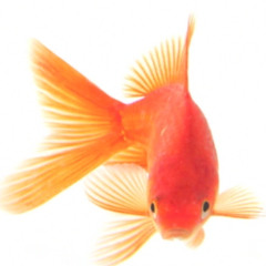 jap