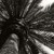 Artwork for Palm Tree
