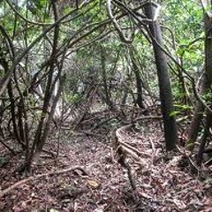 Djr - Jungle Dub.s  (Original Mix)