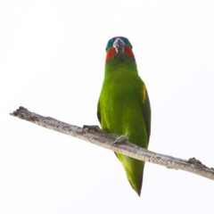Double -eyed Fig-parrot - Cyclopsitta diophthalma