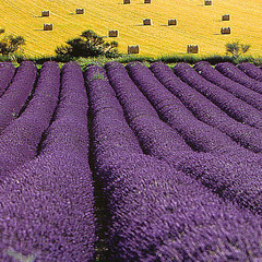 Purple Fields