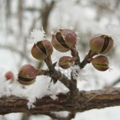 Buds in Winter