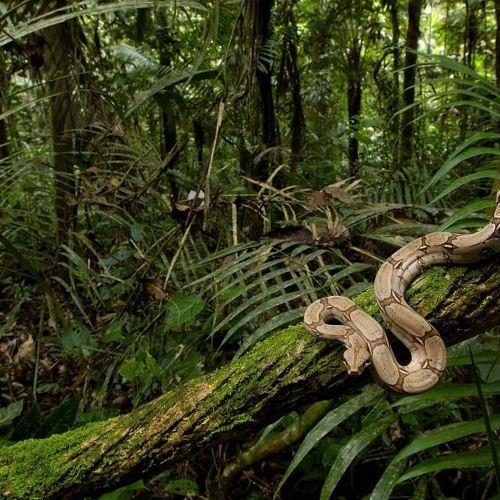 Jungle