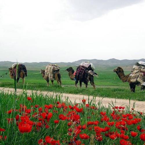 Dorna-yeganeh-mohammad مقام درنا