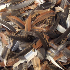 Feathers, Flesh and Gristle - May '12