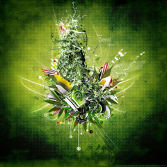 Palyn - De nuevo - ZetaPe - 2013