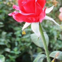 006 الزمر