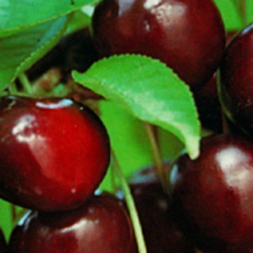 Ripe cherry mix