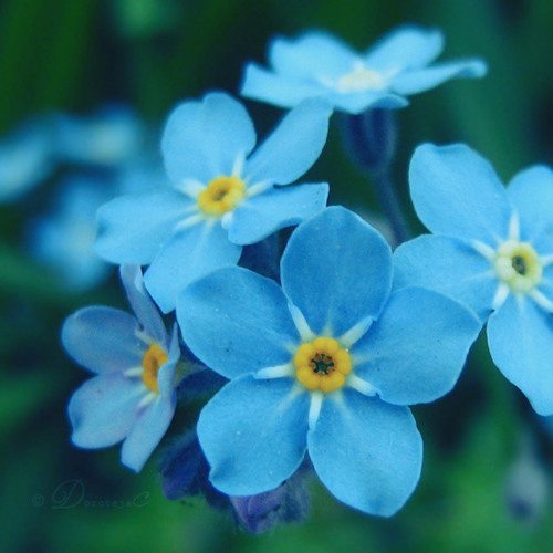 Spring Melodies / March