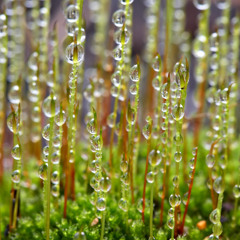 moss