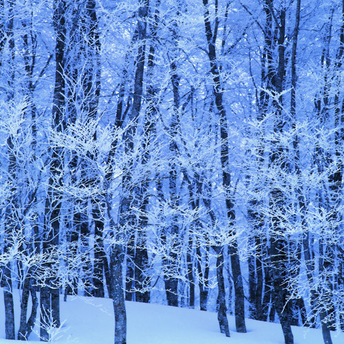 Stream The Great White North by Nom Du Guerre Listen online for free