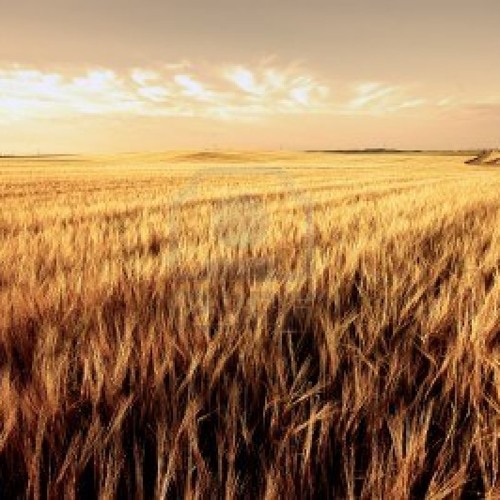 Halo - Scenes from the four seasons - 13.Harvest