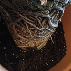 The Masque of the Red Death