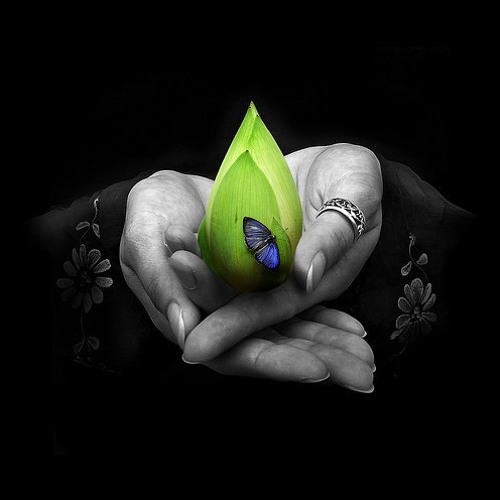 Lotus Chill Mix 2012