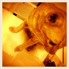 แสงระวี