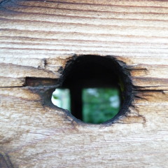 Holes in the Woodwork