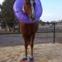 A Close Relative of the Seahorse