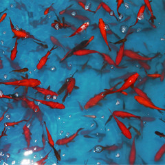 magham dorna  مقام درنا