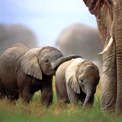 Matt Baker & John Styles - Elephants Mother