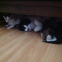 meowing kittens