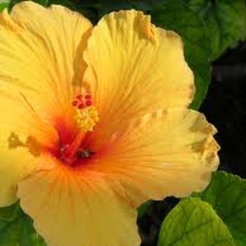 Help Me Make It Through the Night