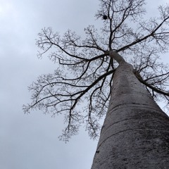 Night-time lullaby in Panama