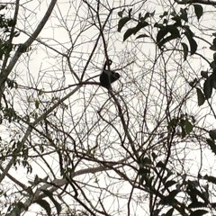 Howler monkey alarm clock