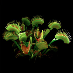 iapga - Venus Flytrap