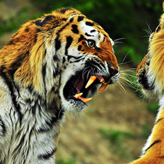 El Tigre
