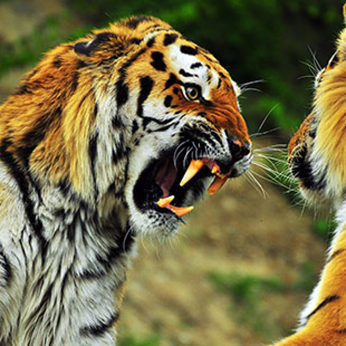 El Tigre