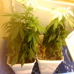 CLASIC CASHINO WALTZ